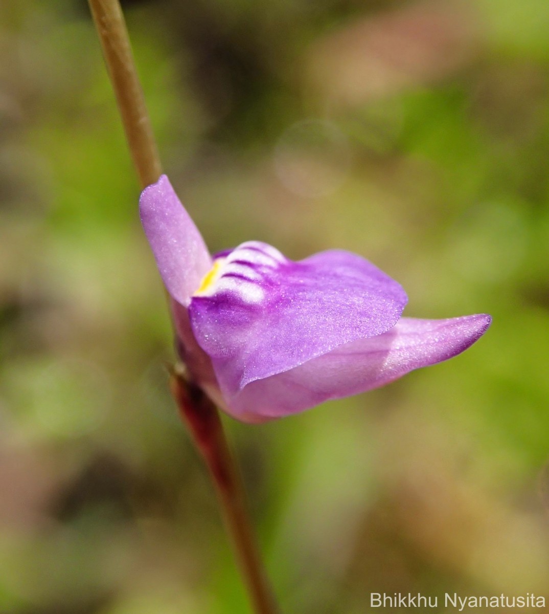 Utricularia caerulea L.